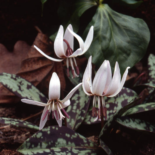 Erythronium dens-canis 'Snowflake'