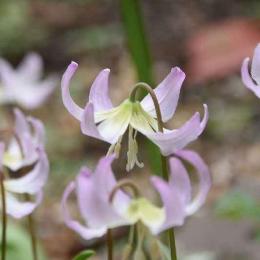 Erythronium x revolutum 'Grand Old Man'