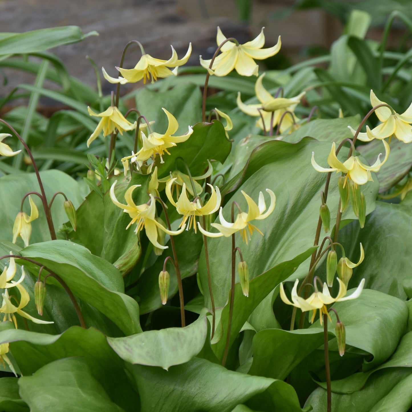 Erythronium Pagoda