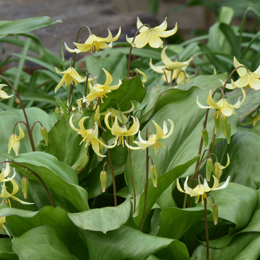 Erythronium Pagoda
