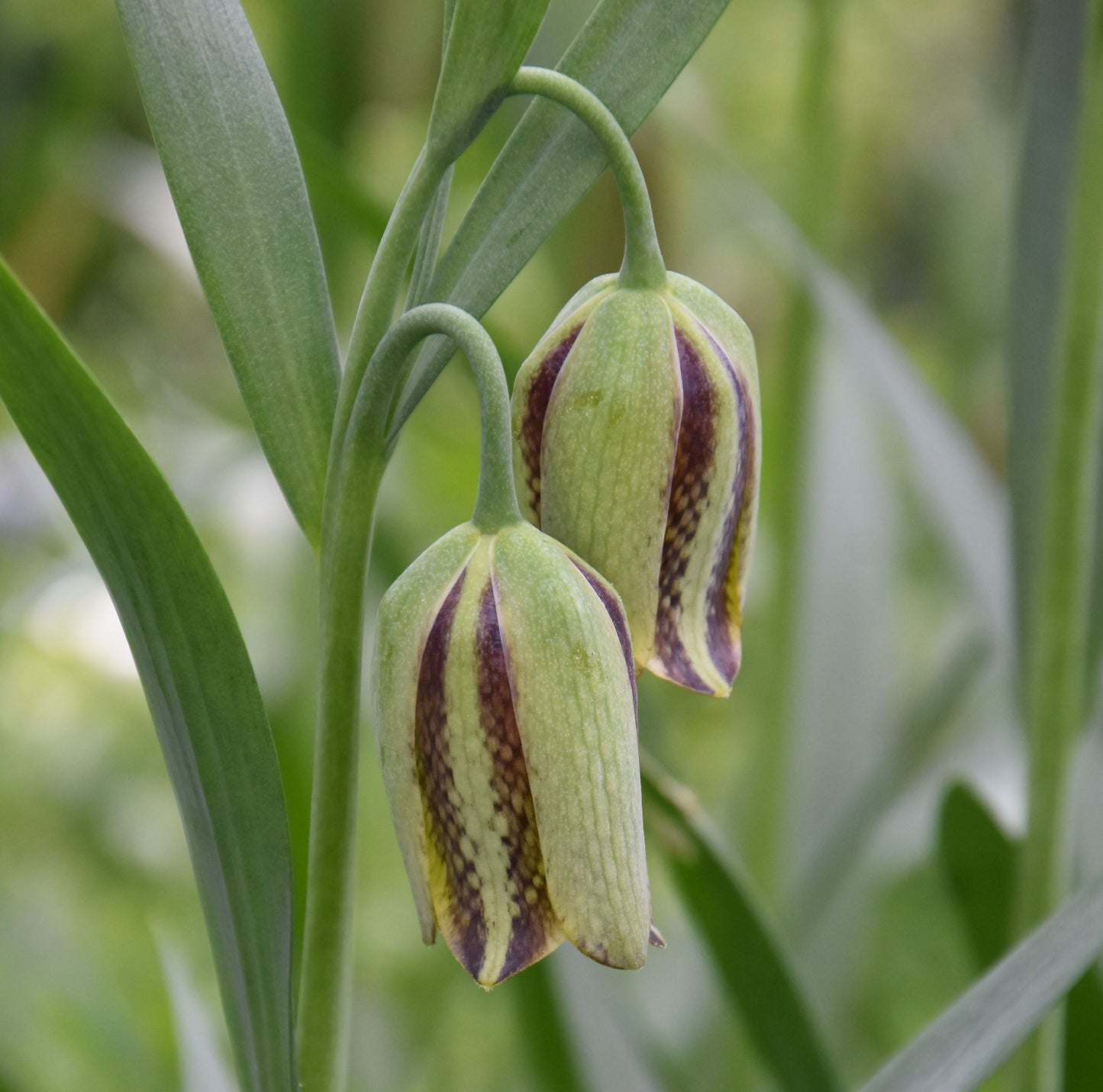 Fritillaria acmopetala