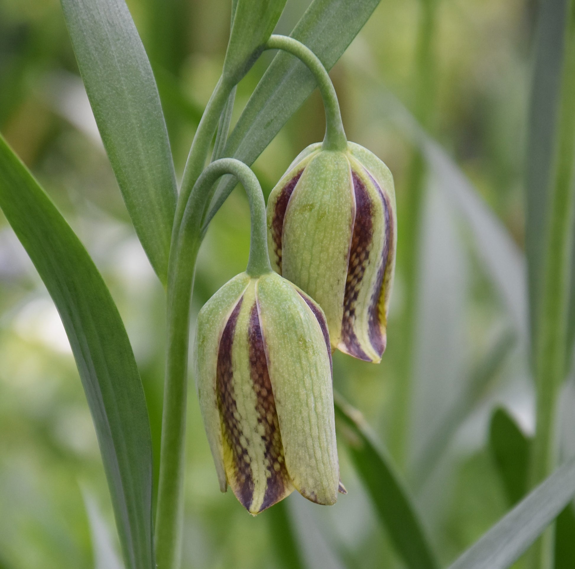Fritillaria acmopetala