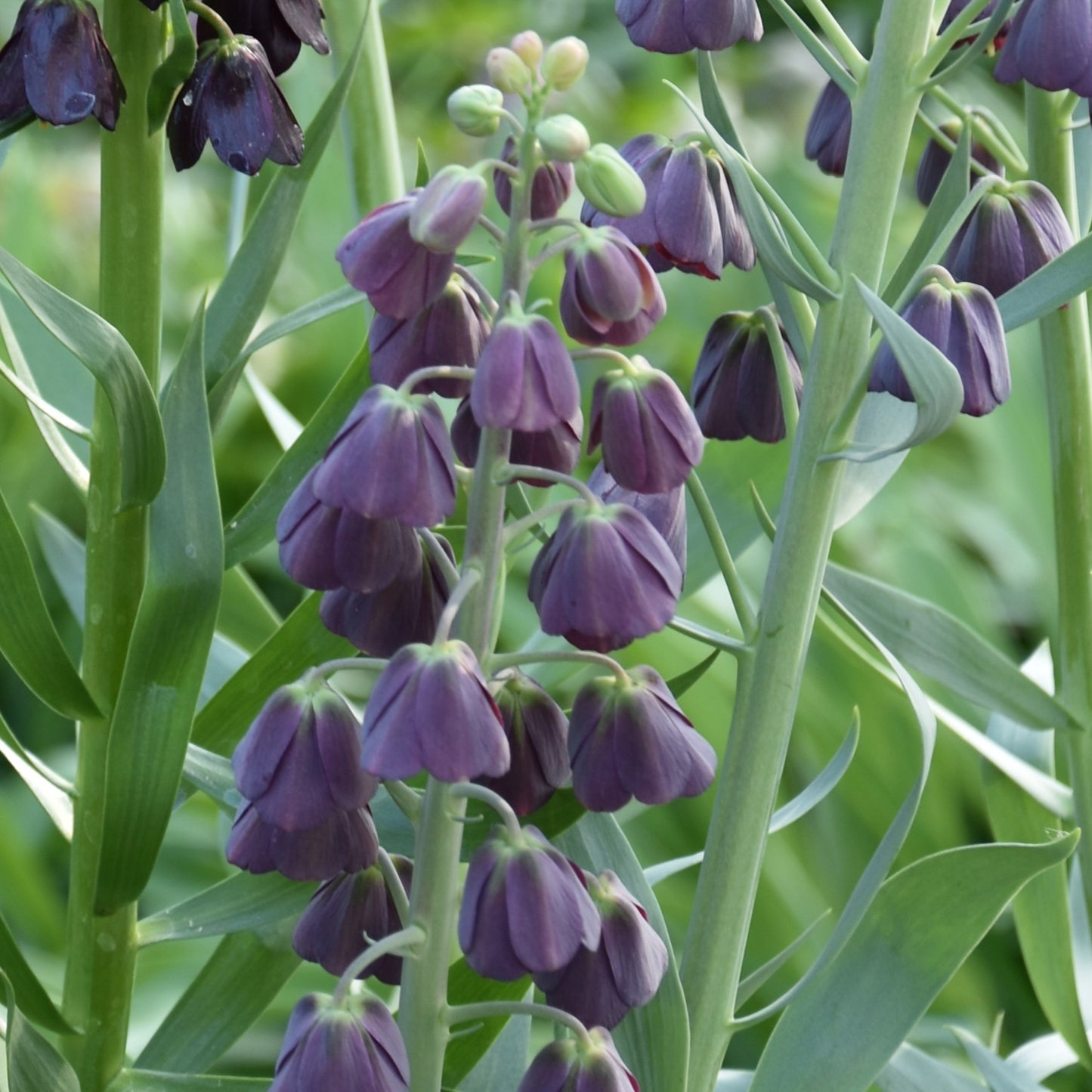 Fritillaria persica 'Purple Favourite'