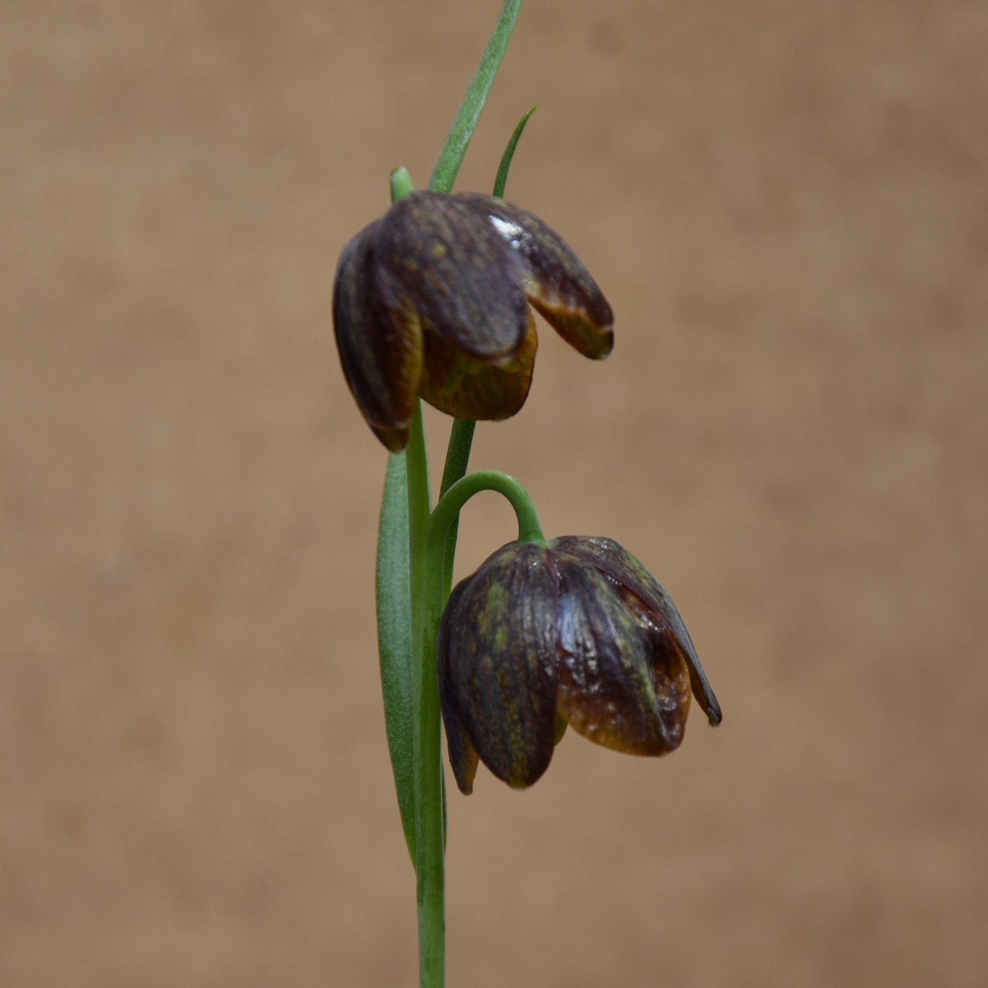 Fritillaria davisii