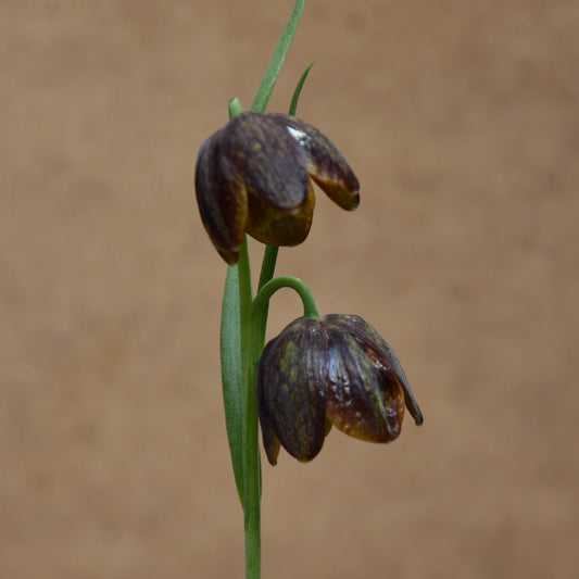 Fritillaria davisii