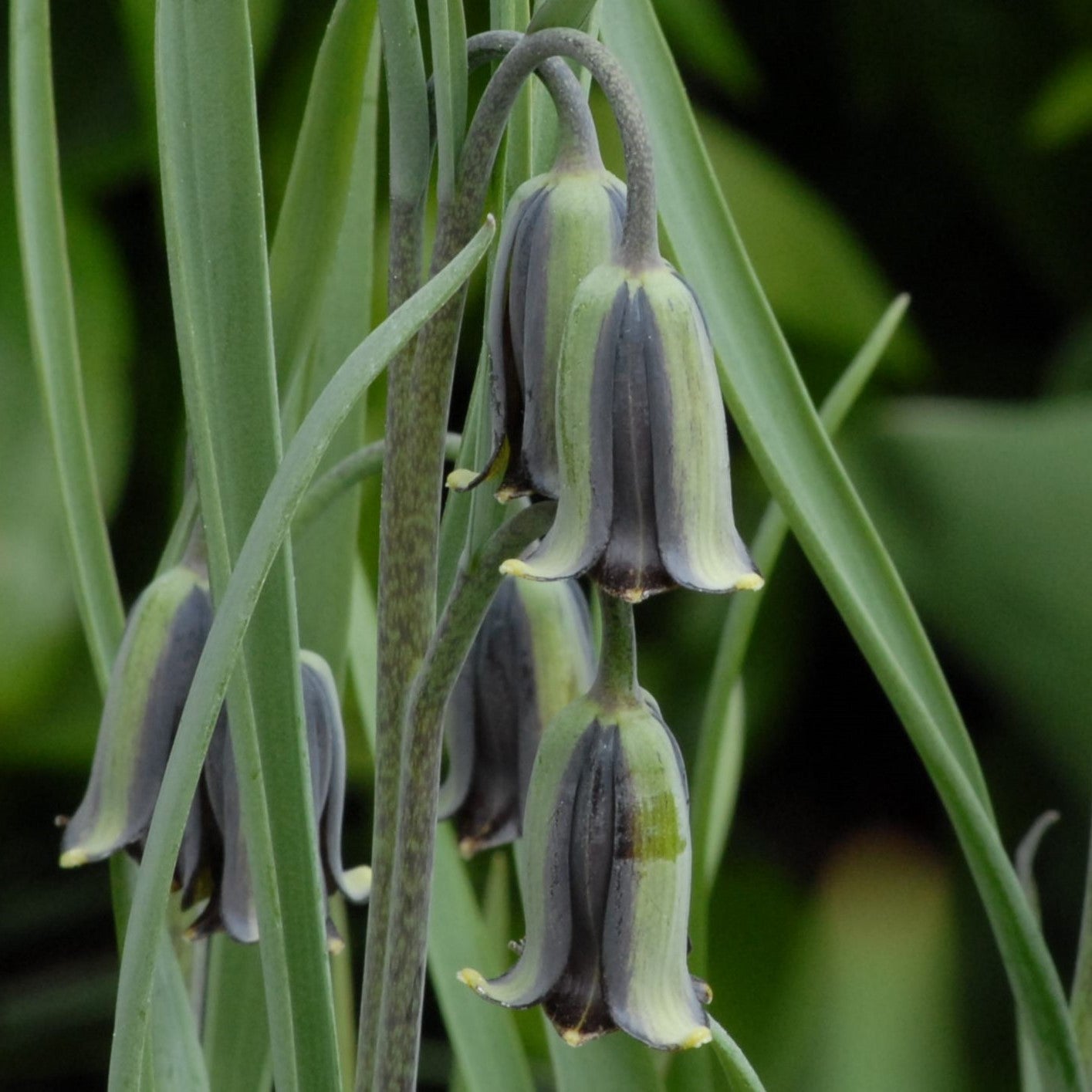 Fritillaria elwesii