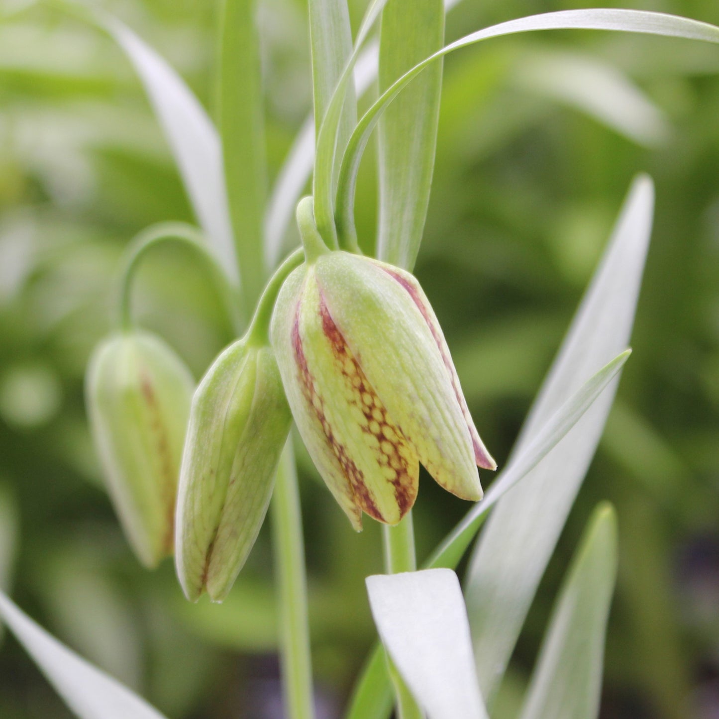 Fritillaria hermonis ssp. amana