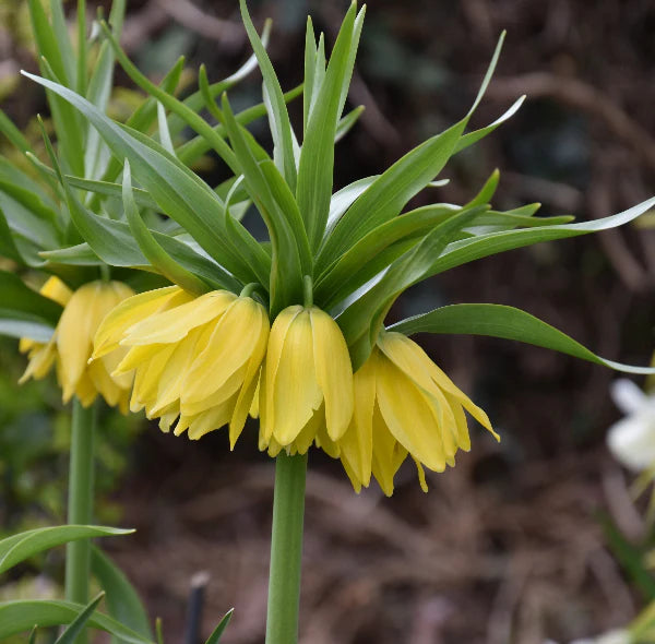 Fritillaria imperialis 'Double Gold'