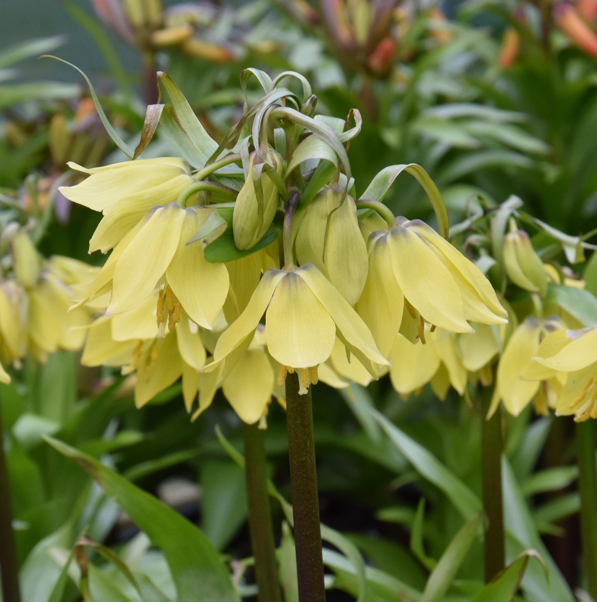 Fritillaria Early Sensation