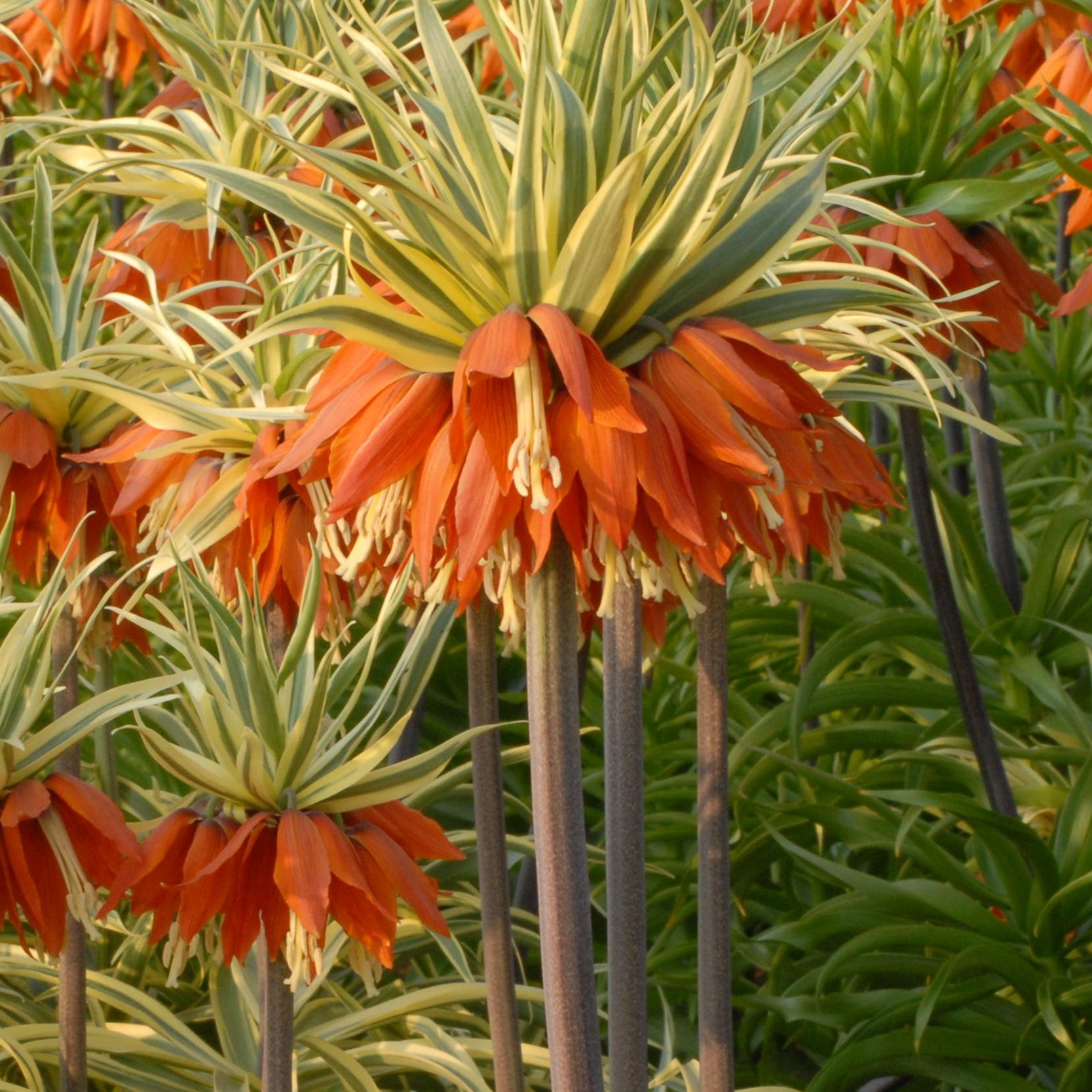Fritillaria imperialis 'Argenteovariegata'
