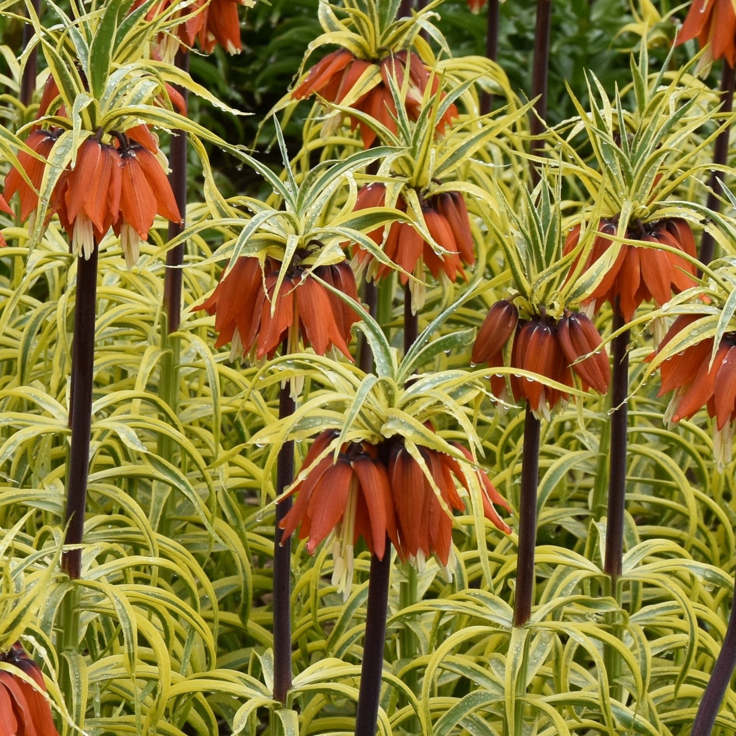 Fritillaria imperialis 'Aureomarginata'