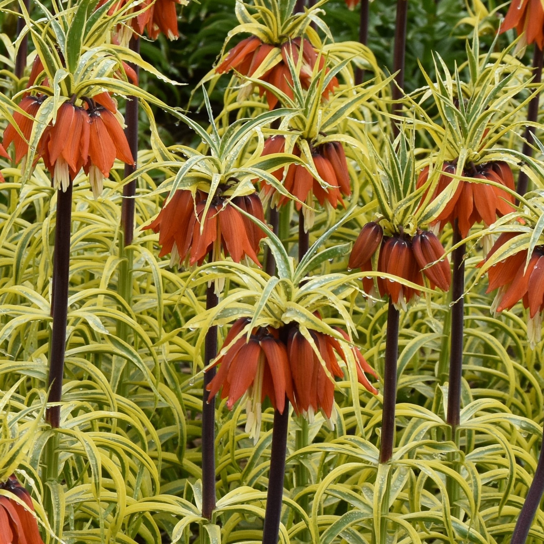 Fritillaria imperialis 'Aureomarginata'