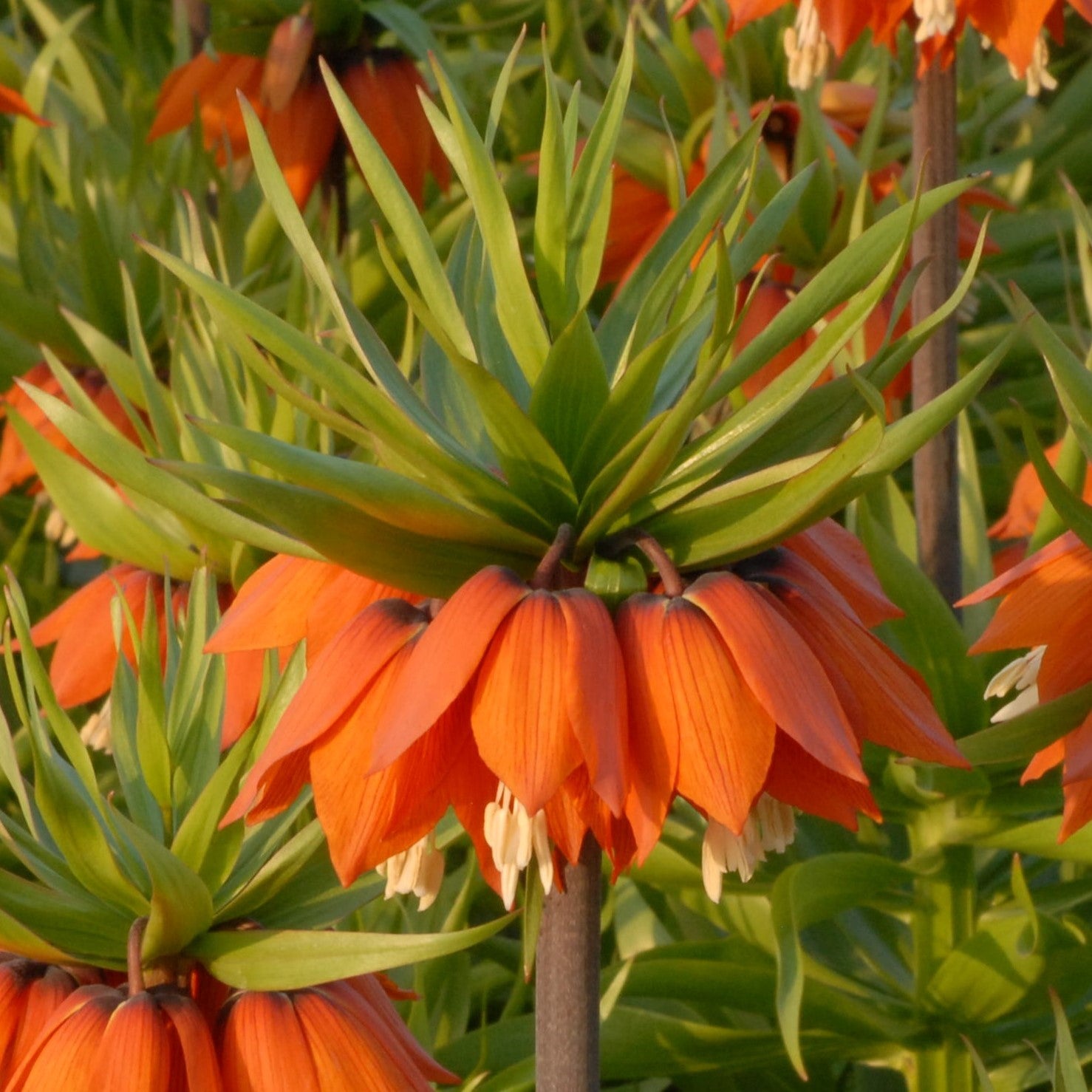 Fritillaria imperialis 'Aurora'