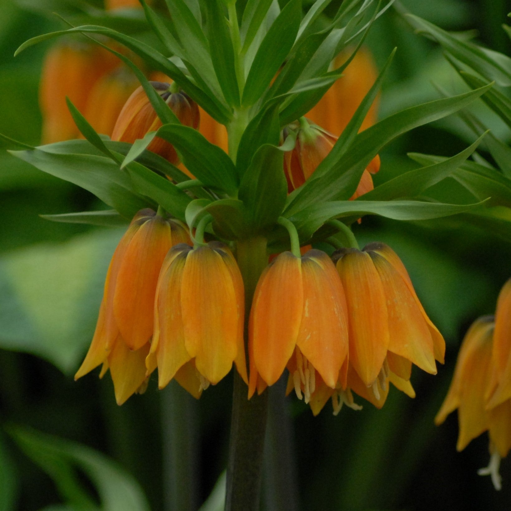 Fritillaria imperialis 'Garland Star'