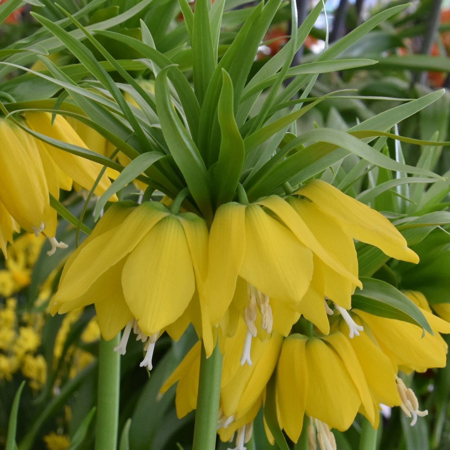 Fritillaria imperialis 'Lutea'
