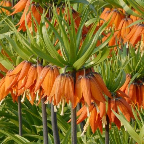 Fritillaria imperialis 'Prolifera'