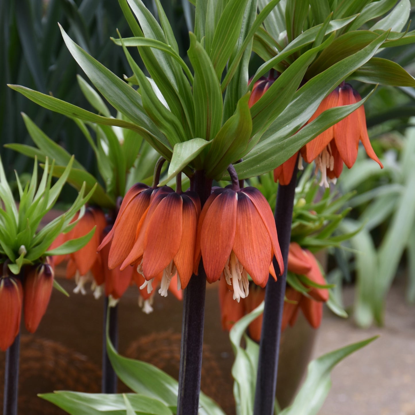 Fritillaria imperialis 'Rubra'
