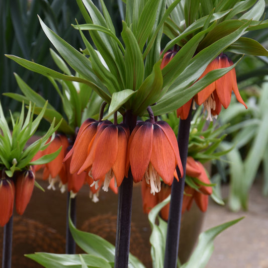 Fritillaria imperialis 'Rubra'
