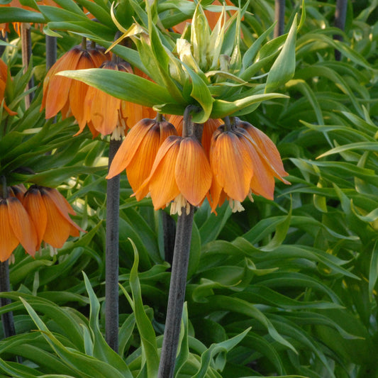 Fritillaria imperialis 'The Premier'