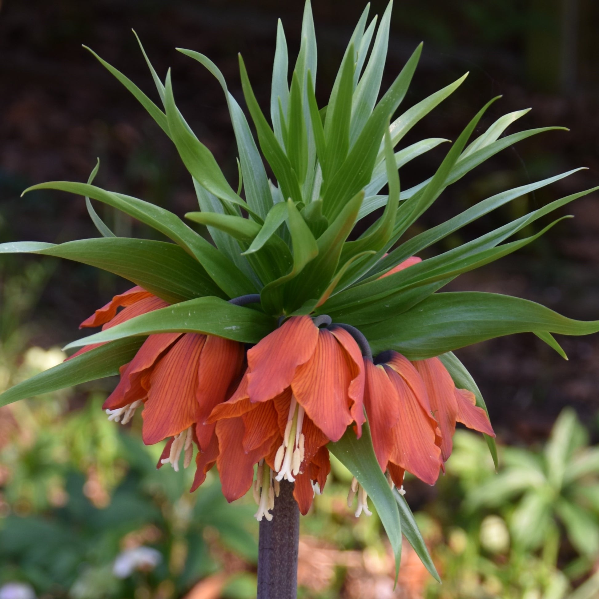 Fritillaria imperialis 'Slagzwaard'