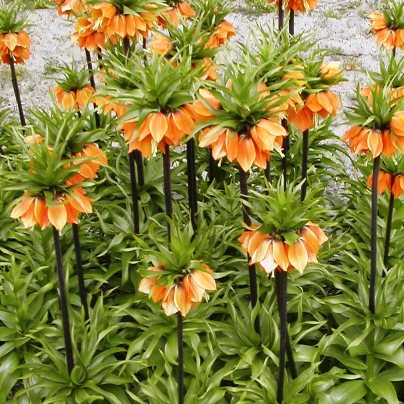 Fritillaria imperialis 'Sulpherino'
