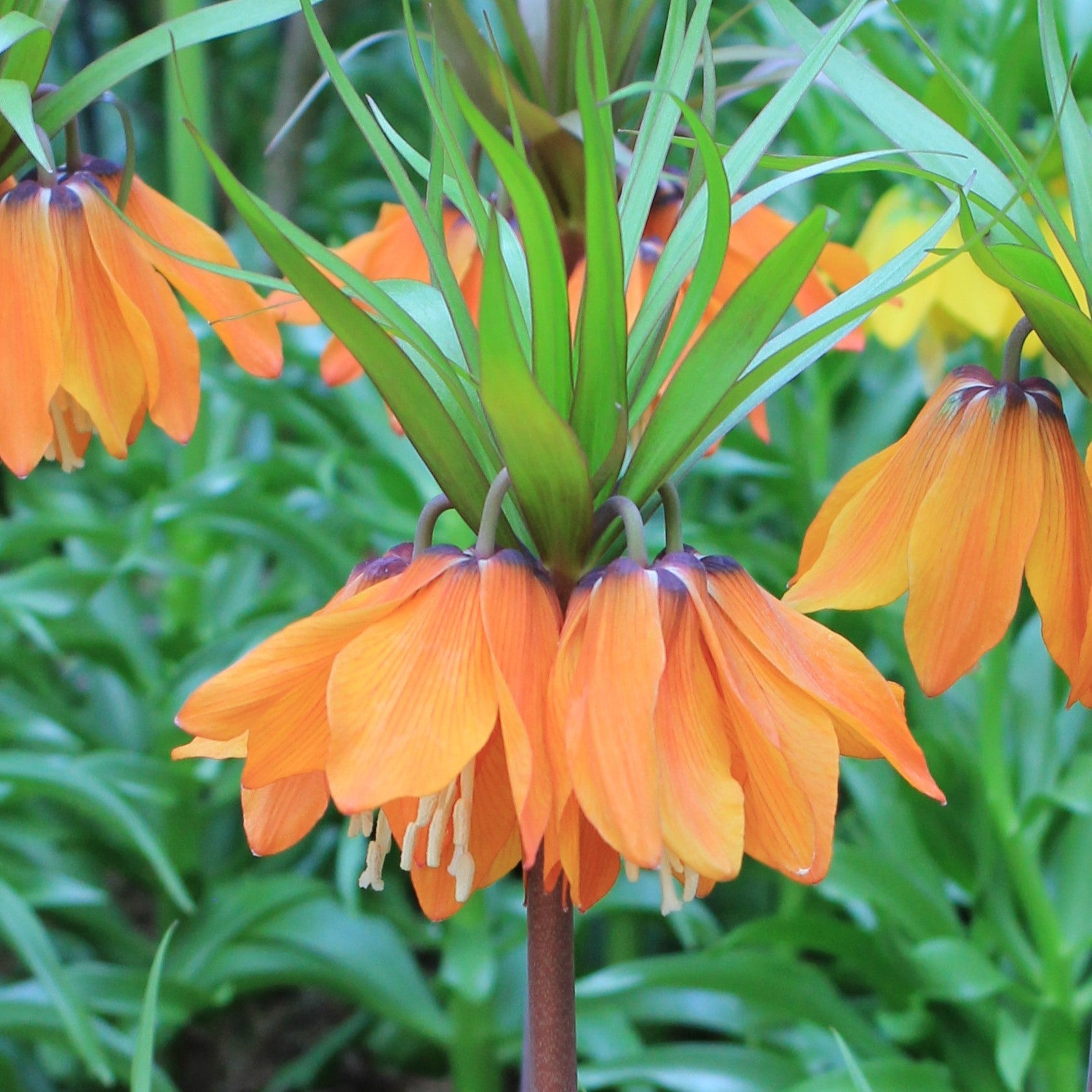 Fritillaria Sunset