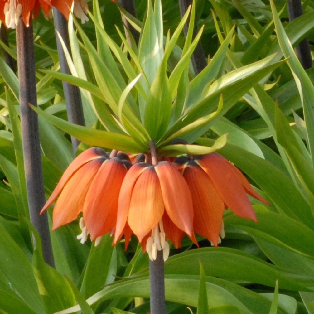 Fritillaria imperialis 'William Rex'