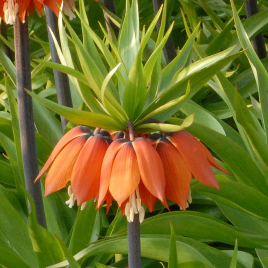 Fritillaria imperialis 'William Rex'