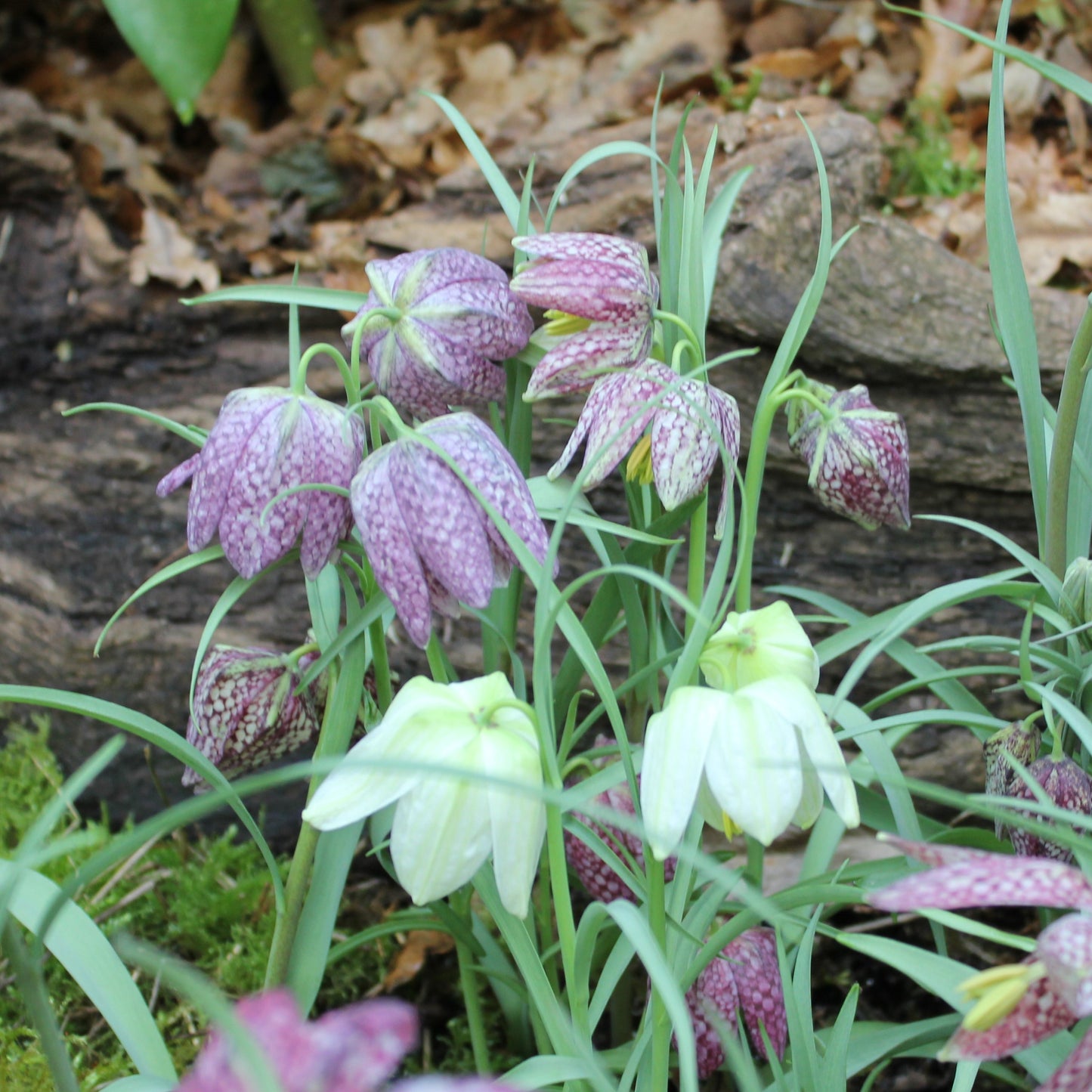 Fritillaria meleagris