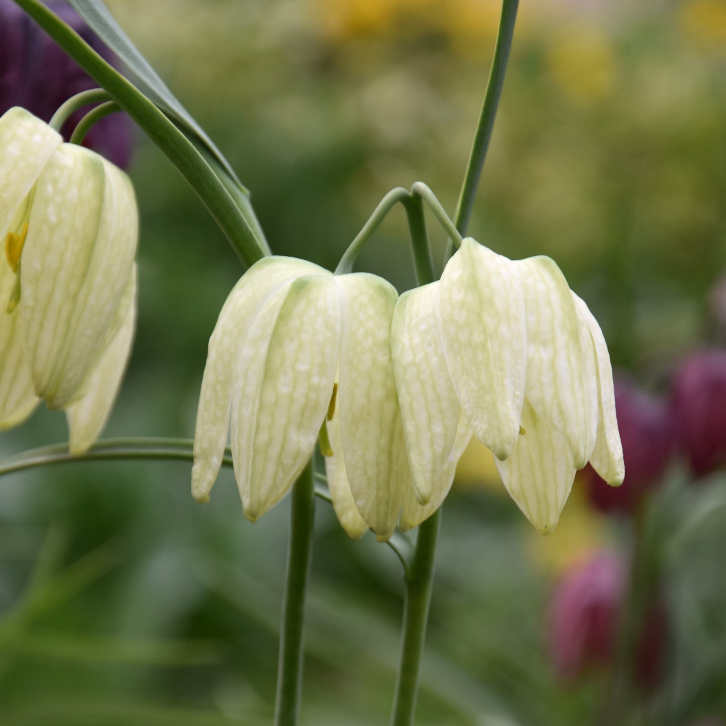 Fritillaria meleagris alba
