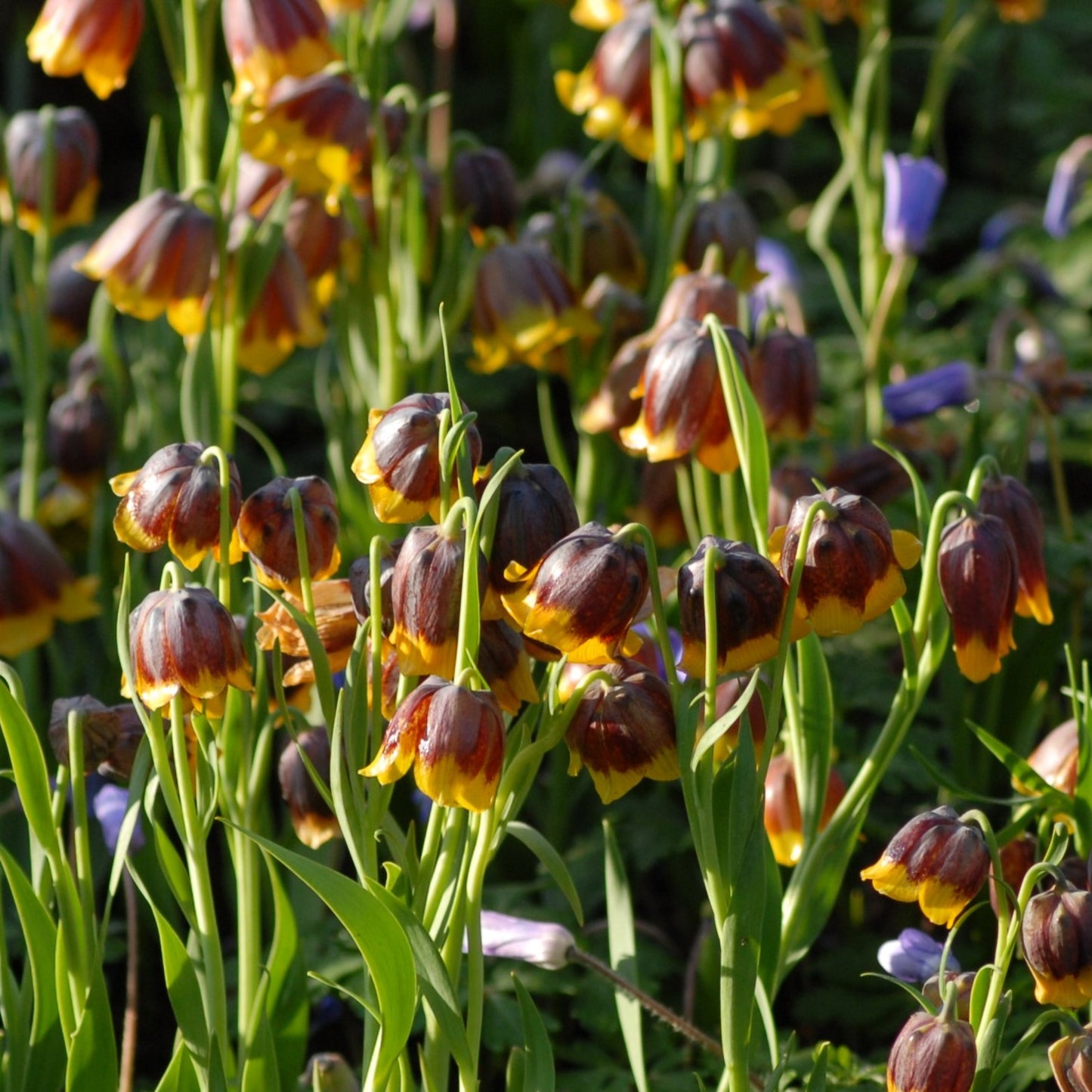 Fritillaria michailovskyi