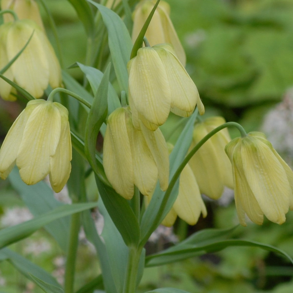 Fritillaria pallidiflora