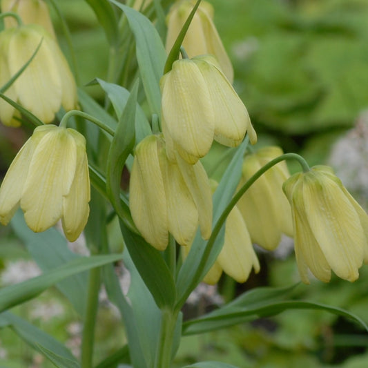 Fritillaria pallidiflora