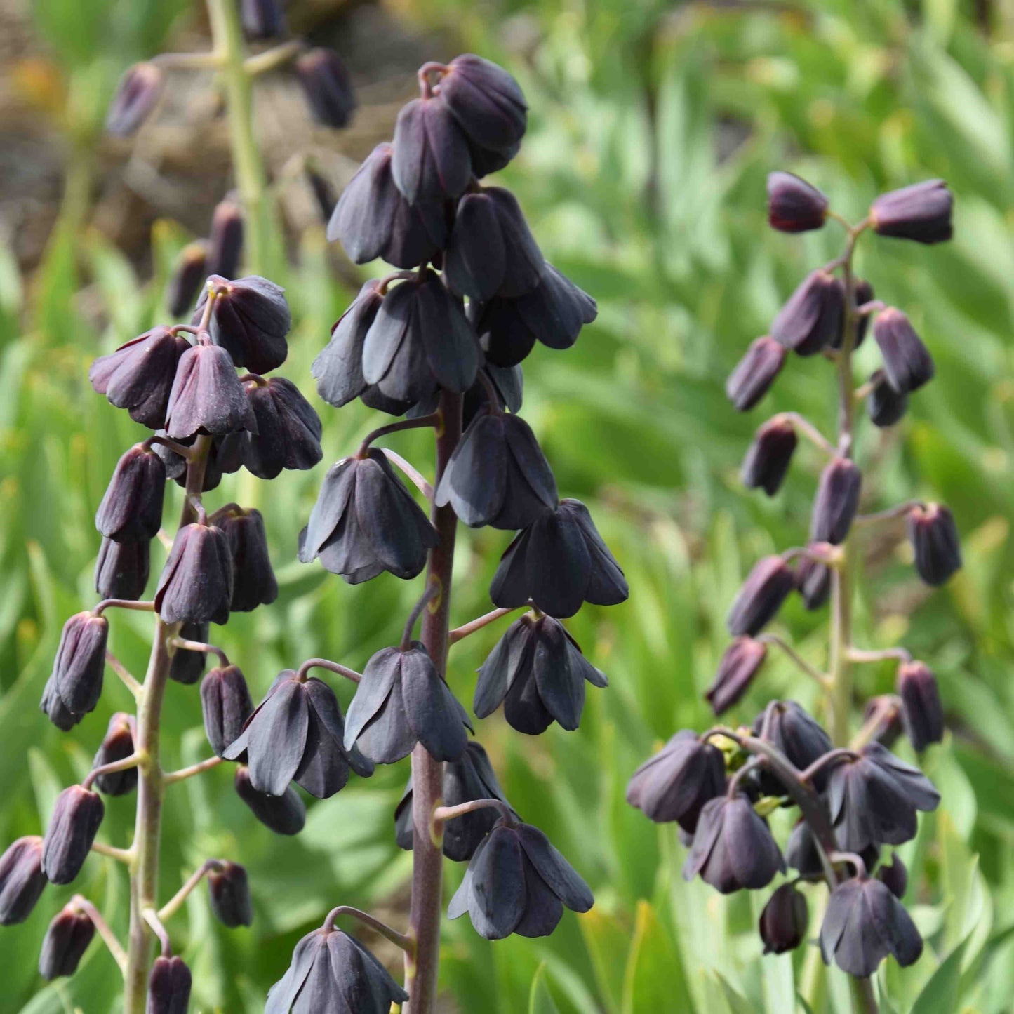 Fritillaria persica 'Blues Brothers'