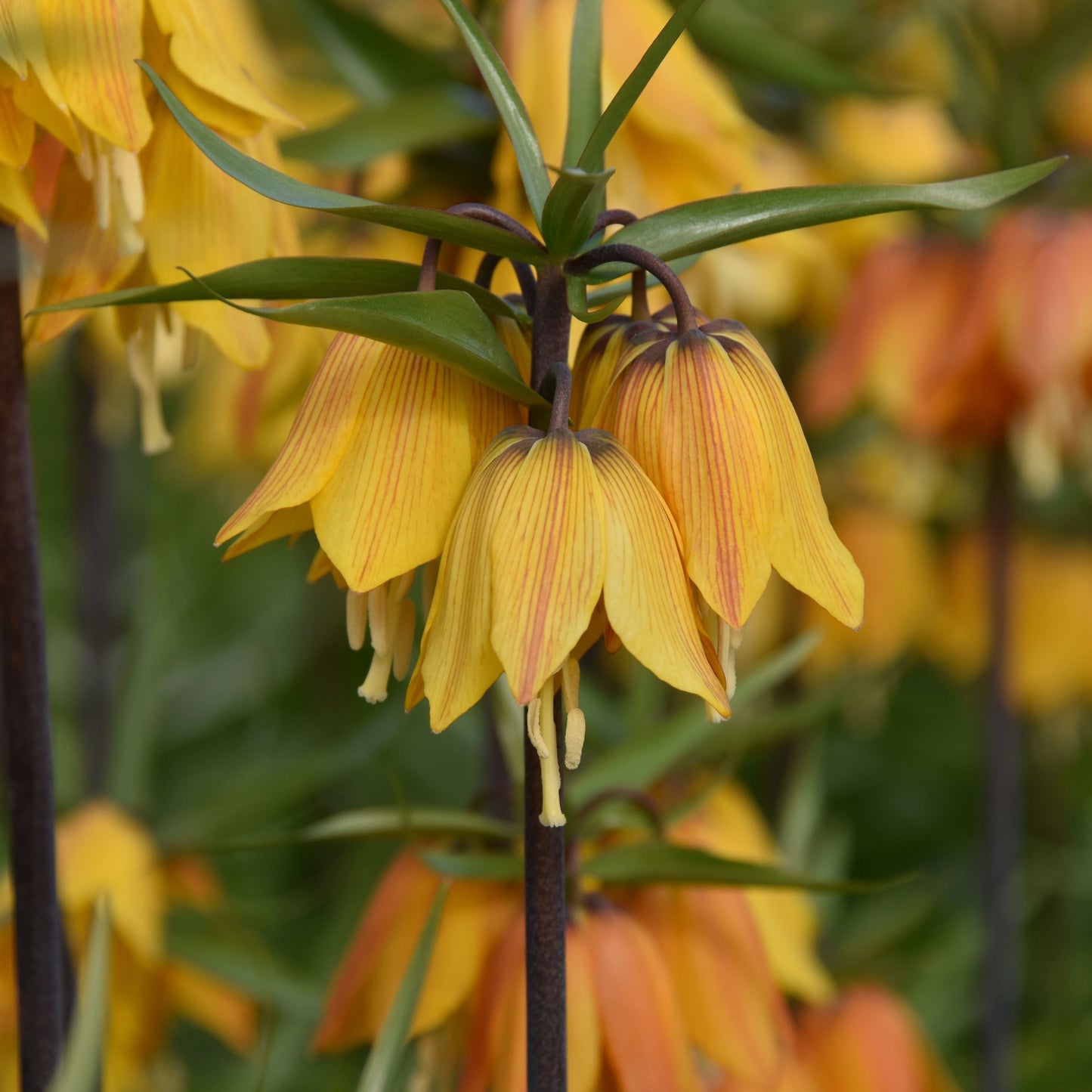 Fritillaria Early Dream