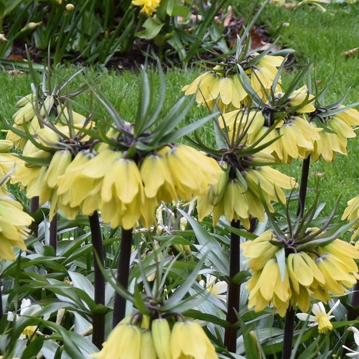 Fritillaria Helena