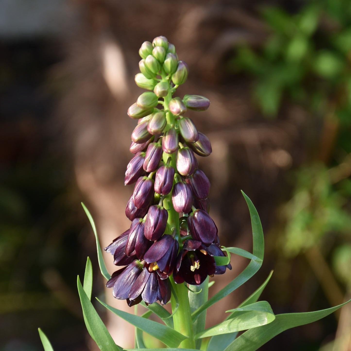 Fritillaria persica 'Purple Dynamite'