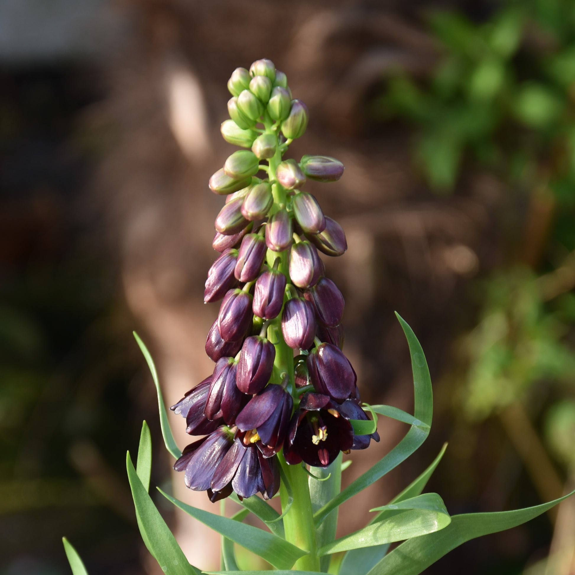 Fritillaria persica 'Purple Dynamite'