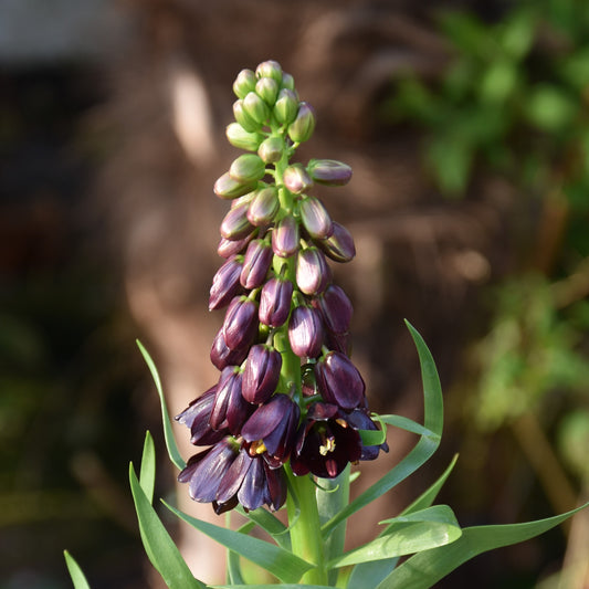 Fritillaria persica 'Purple Dynamite'