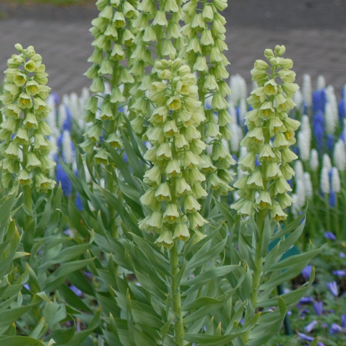 Fritillaria persica 'Ivory Bells'
