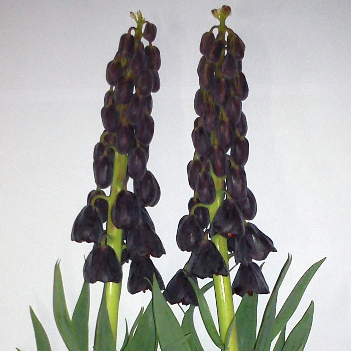 Fritillaria persica 'Twin Towers Tribute'