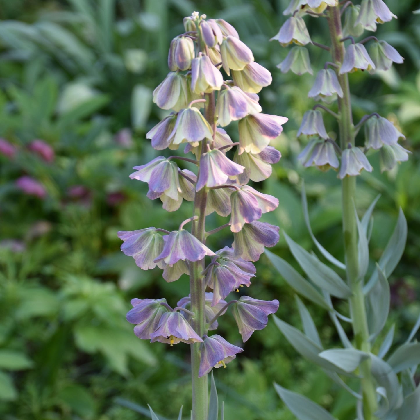 Fritillaria persica 'Minaret'