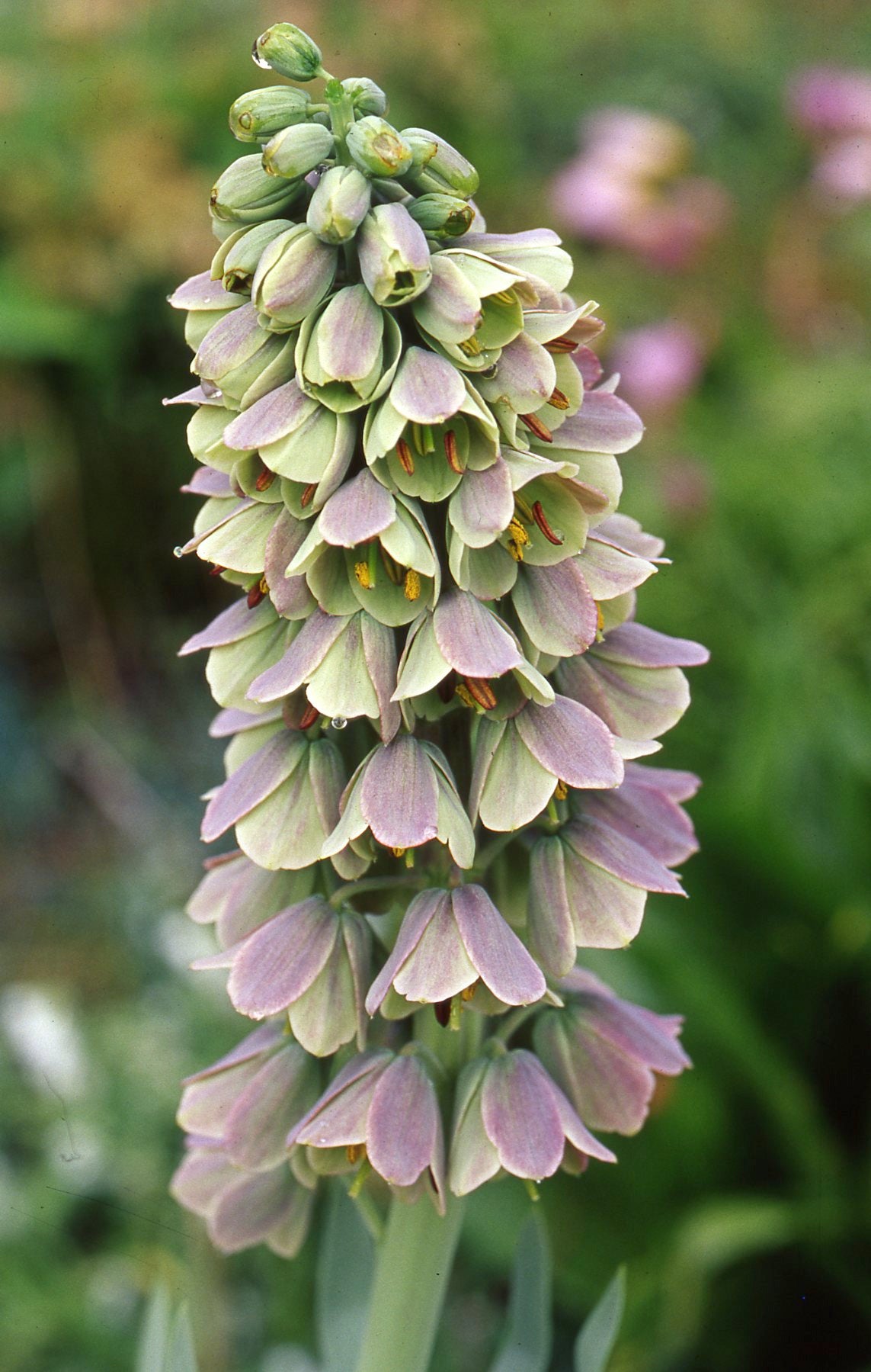 Fritillaria persica bicolor