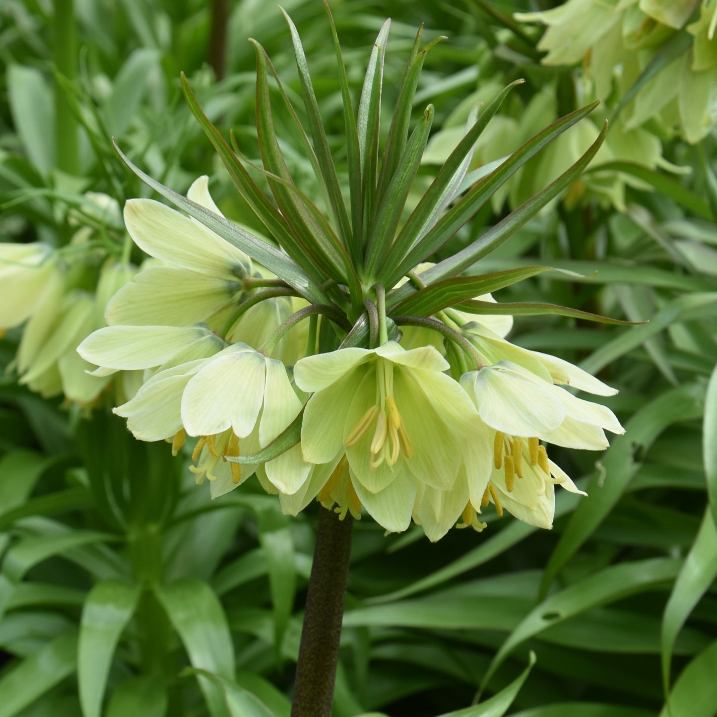 Fritillaria raddeana