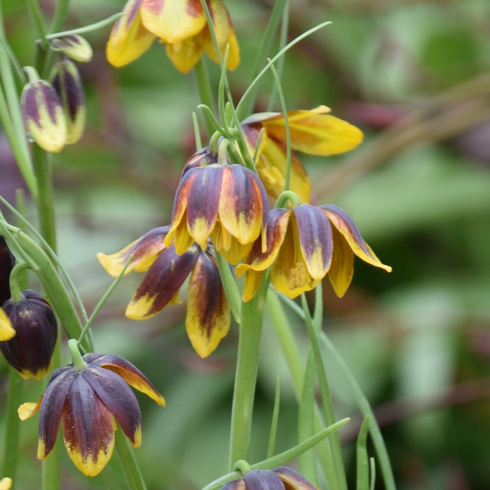 Fritillaria reuteri