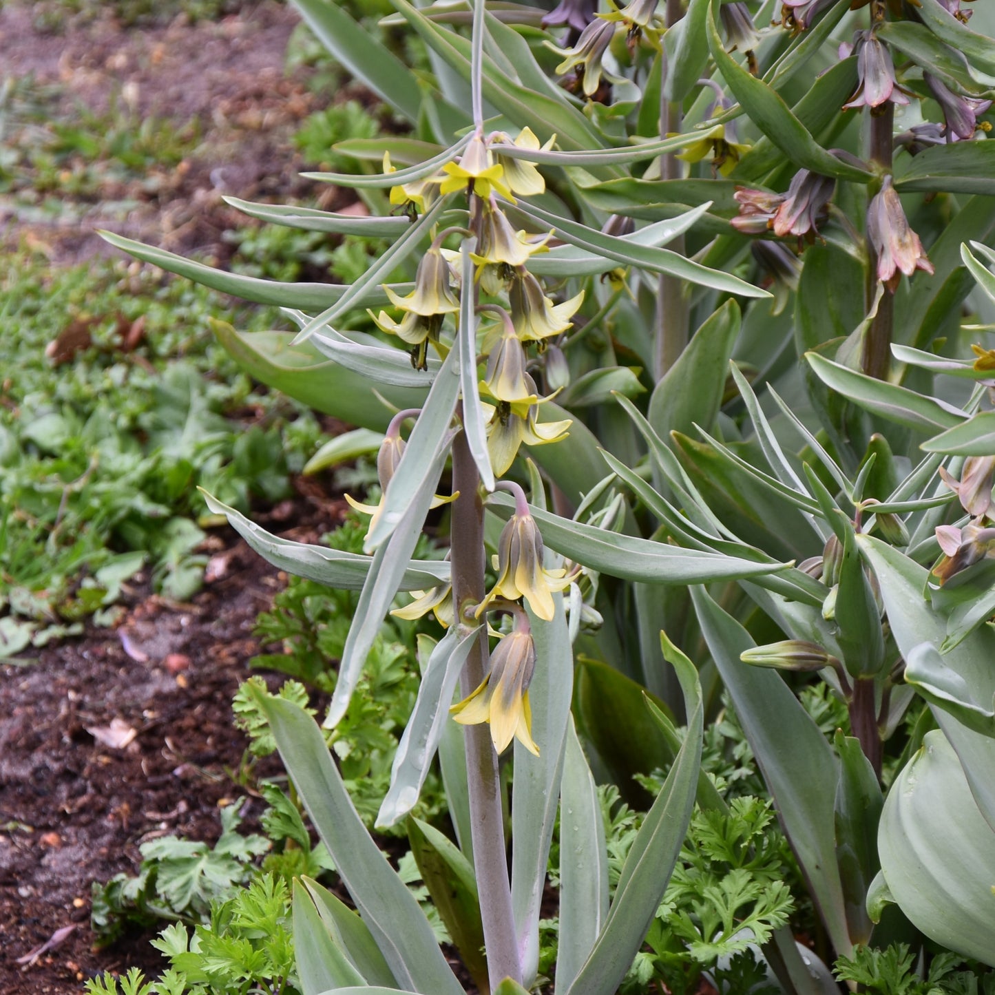 Fritillaria sewerzowii