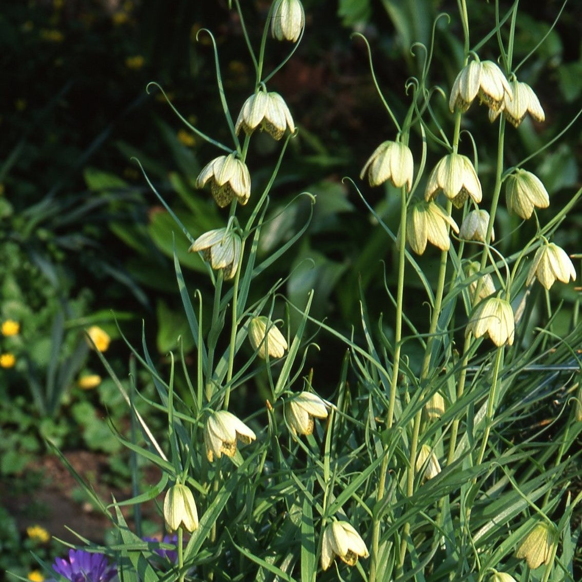 Fritillaria thunbergii