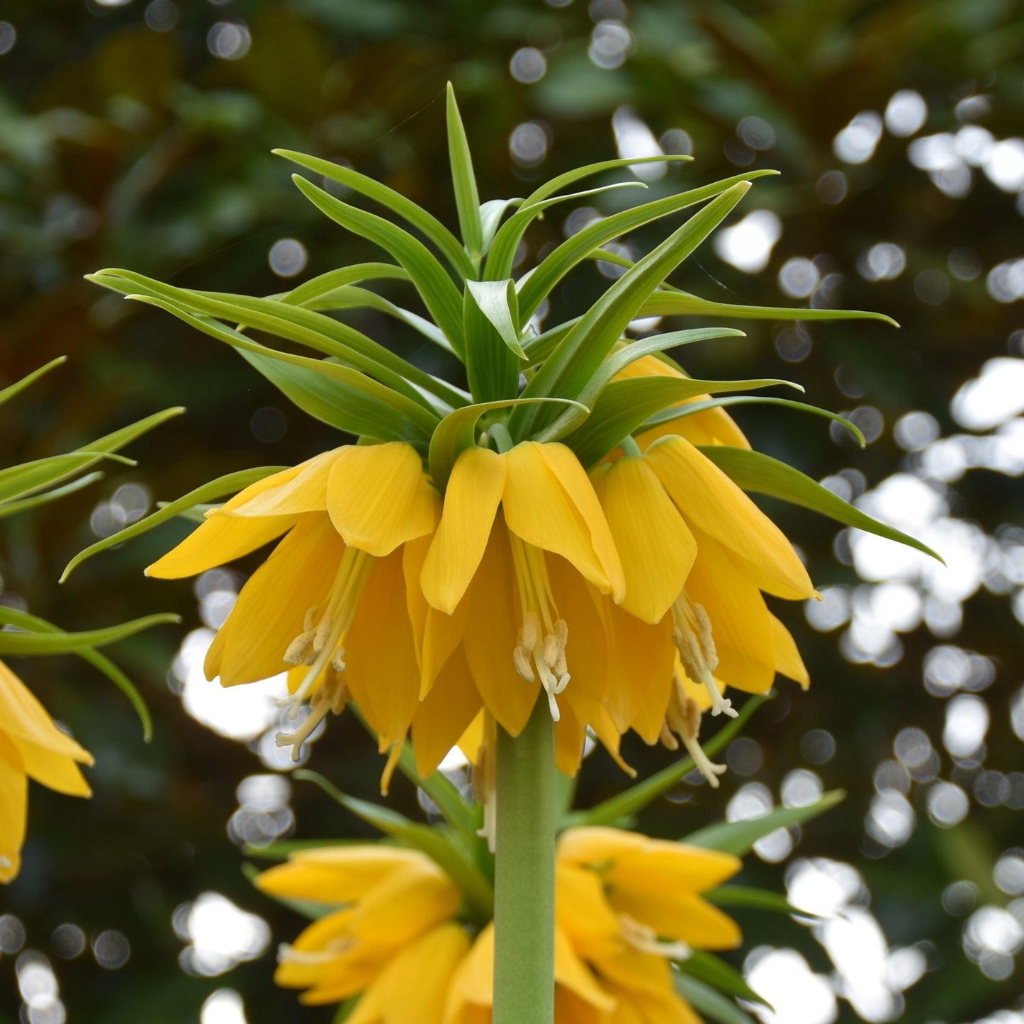 Fritillaria Yellow Beauty
