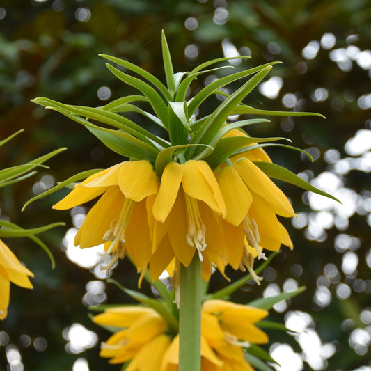 Fritillaria Yellow Beauty