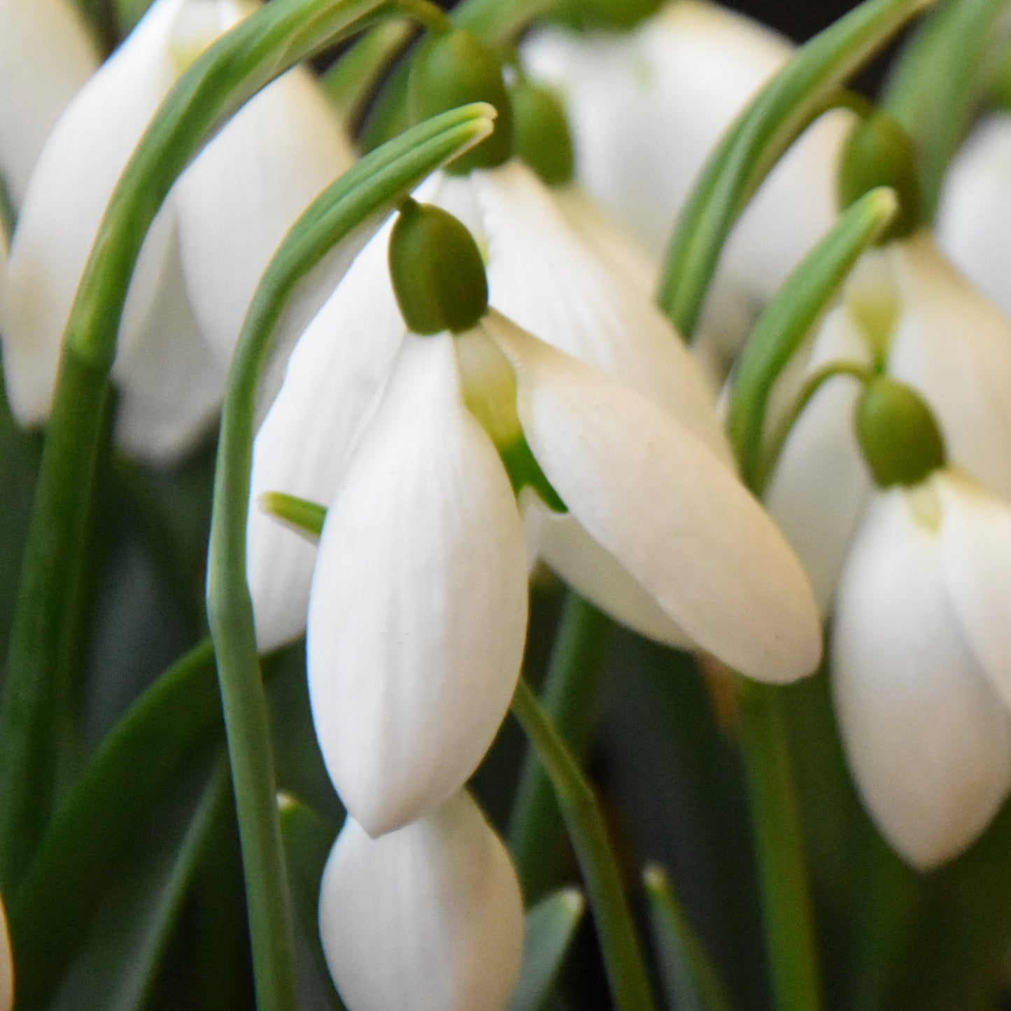 Galanthus Bertram Anderson